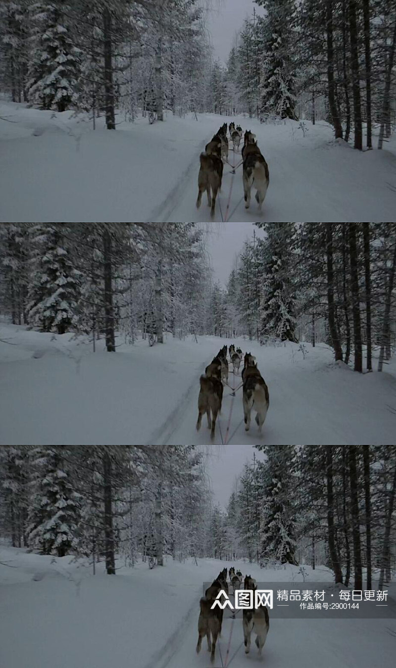 冬天狗拉雪橇穿过森林实拍视频素材