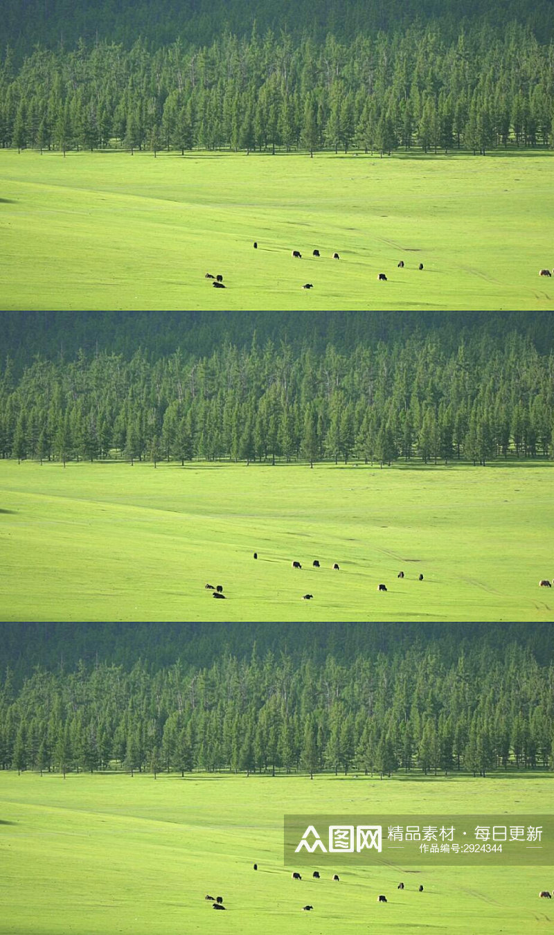绿色森林草原上的奶牛实拍视频素材