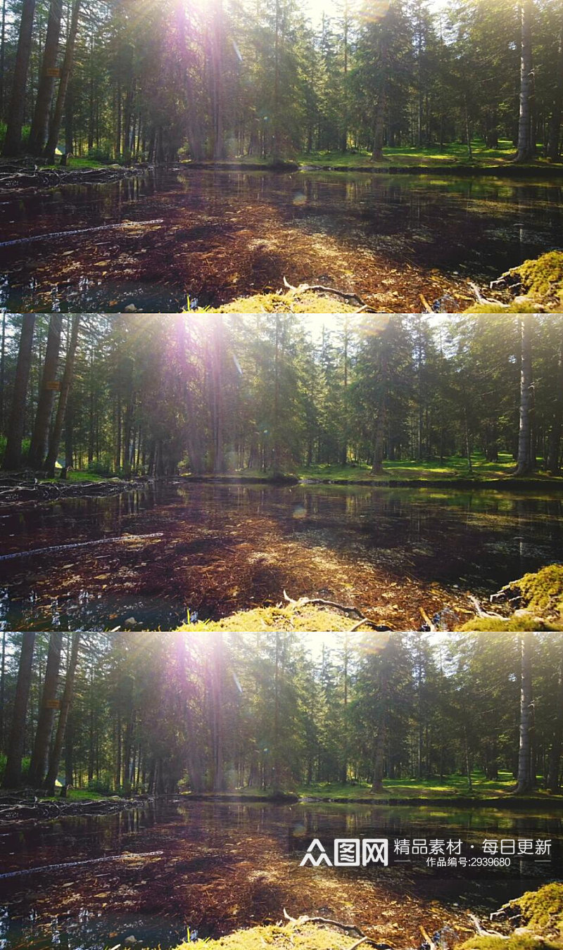 阳光穿过苔藓池塘的松树林实拍视频素材