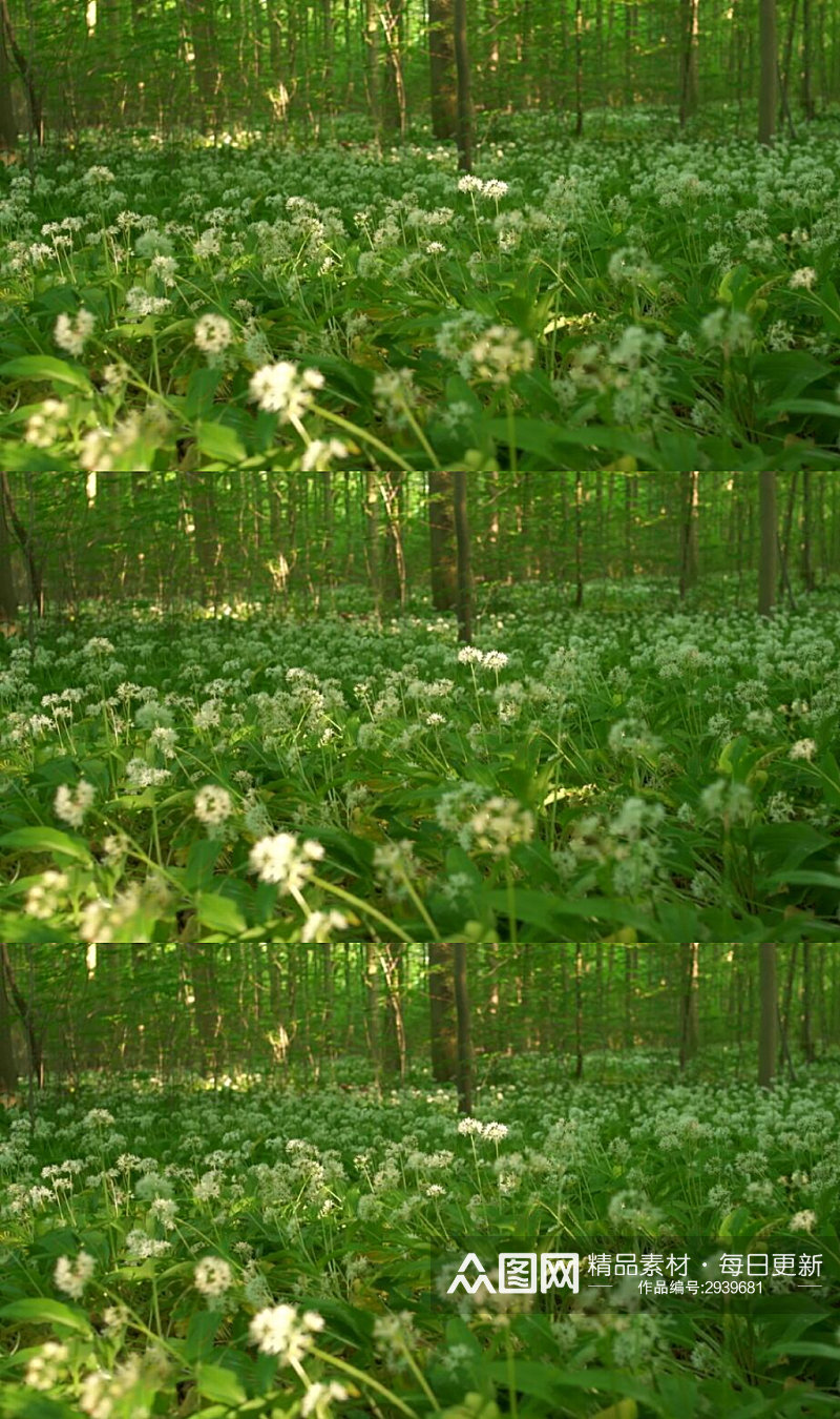 树木森林里的蒲公英花园实拍视频素材