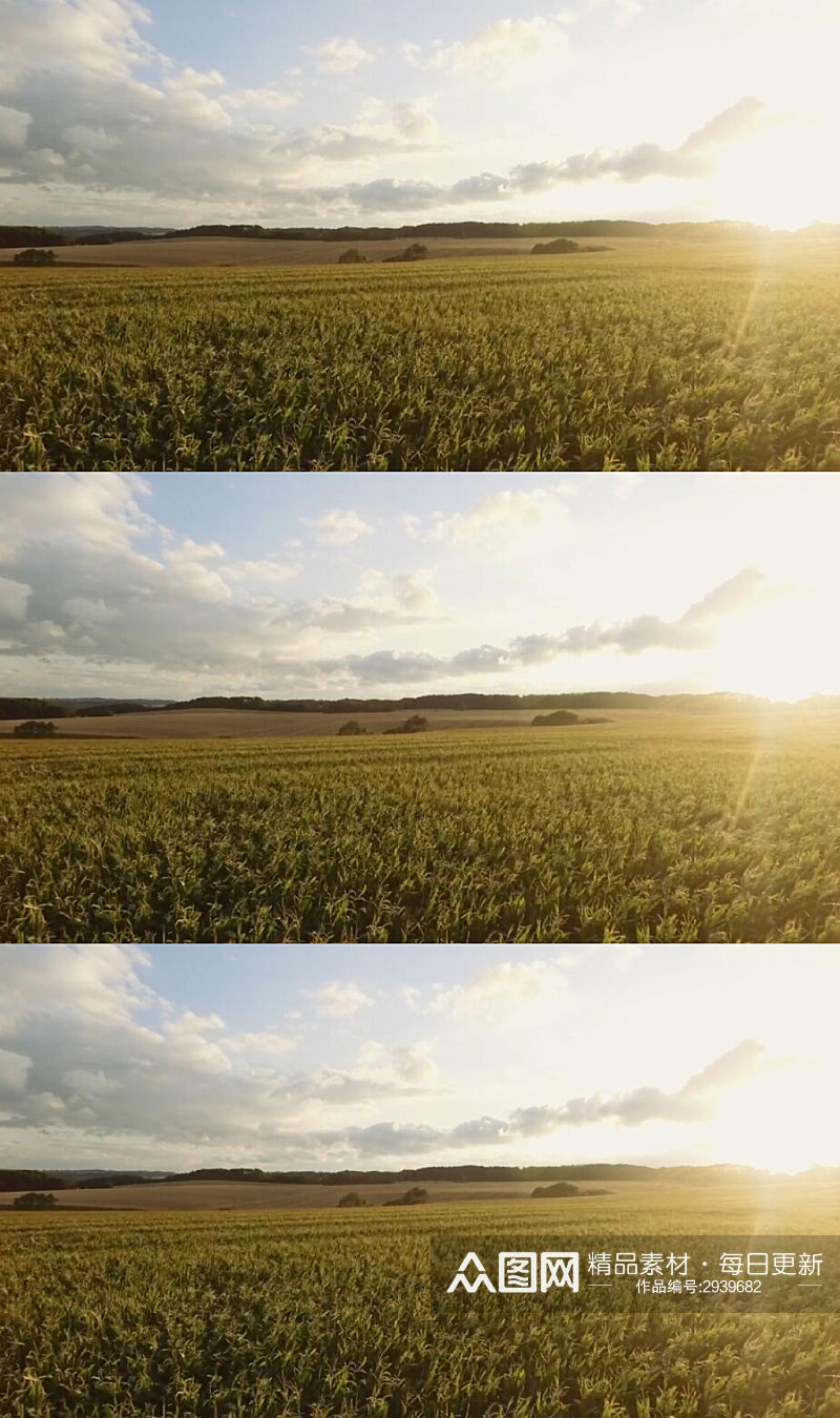 航拍日落夕阳下的麦田美景实拍视频素材