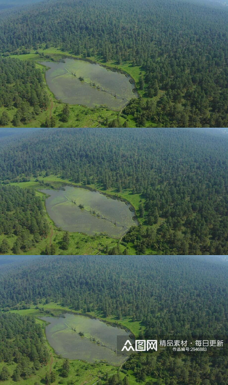 航拍巨大松树林中心的湖泊实拍视频素材