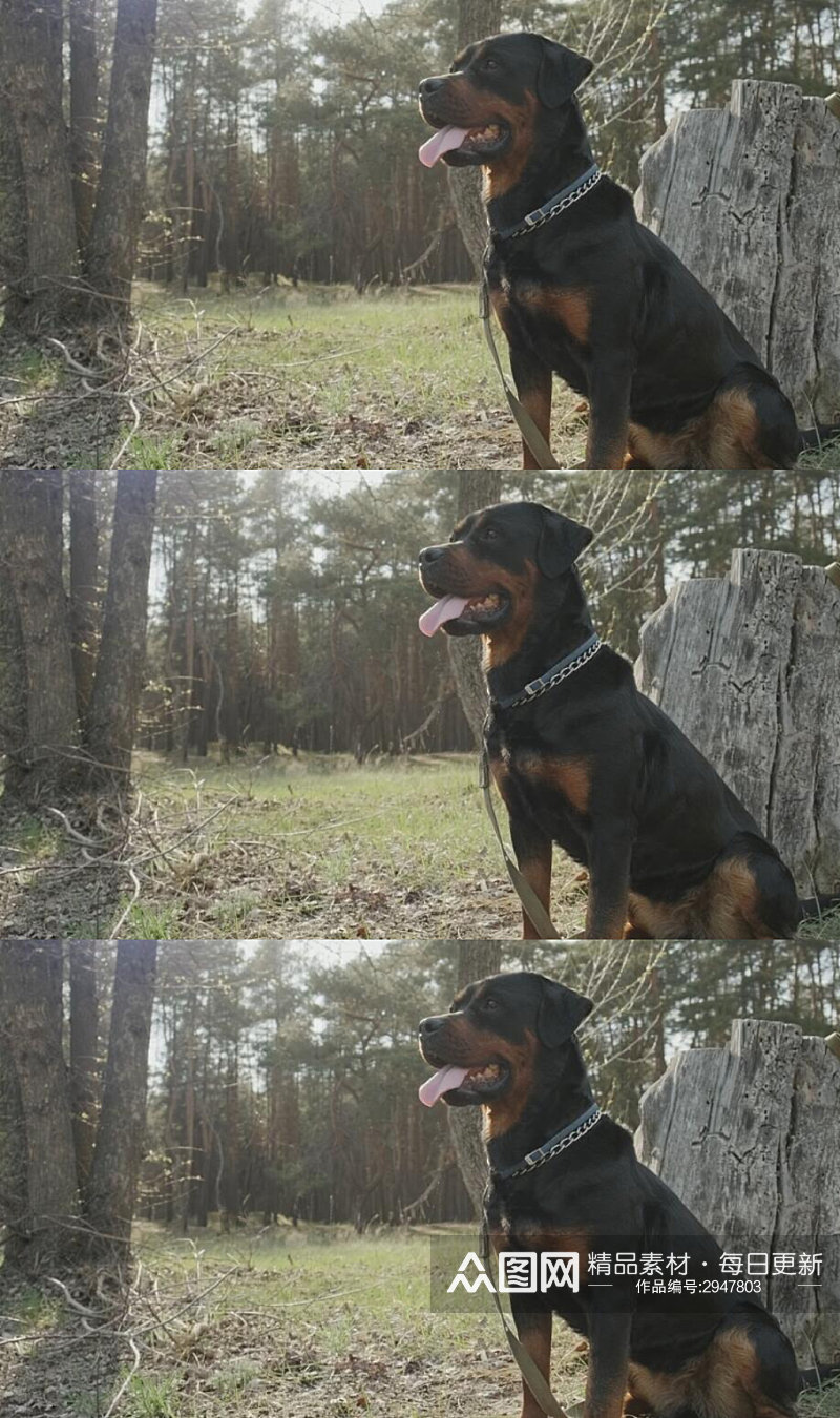 森林中的罗威纳犬实拍视频素材
