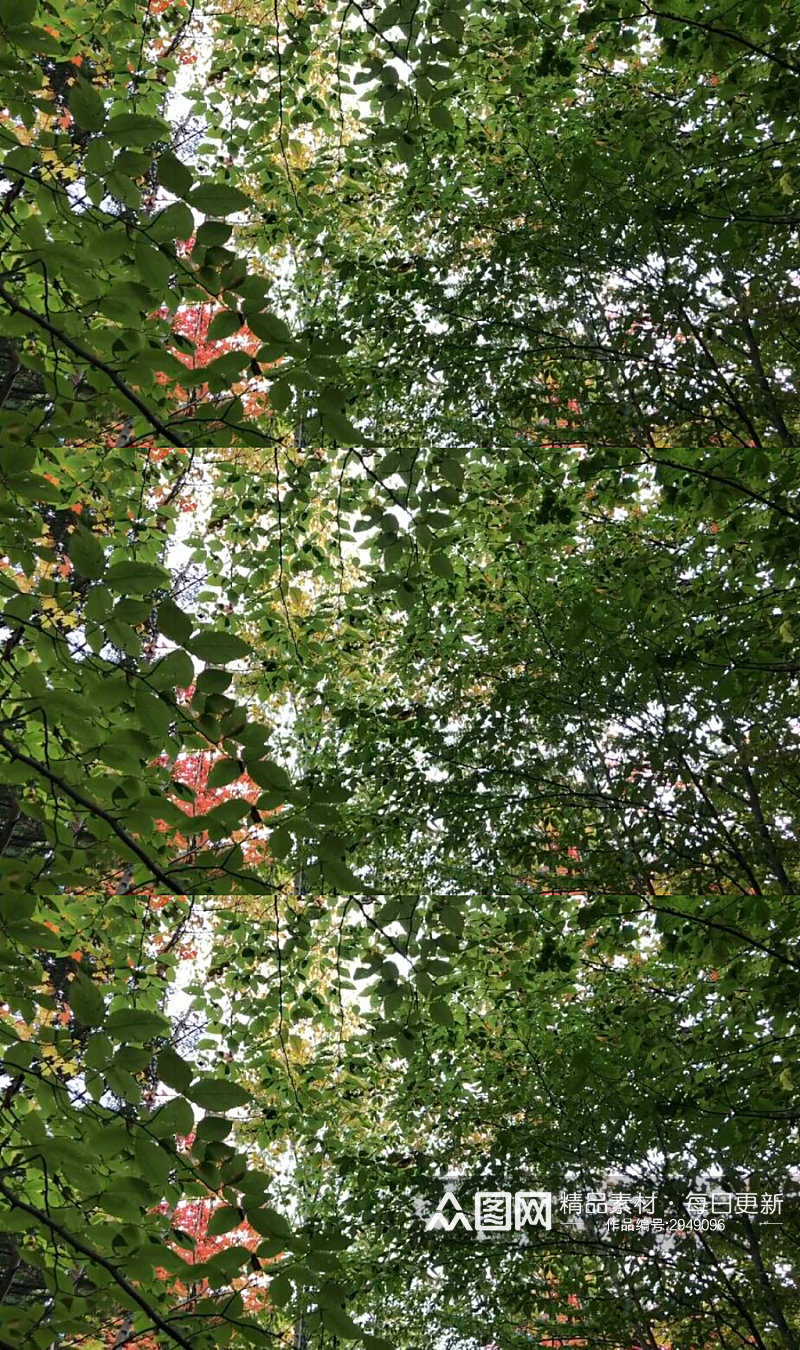 风吹动的树木绿叶实拍视频素材