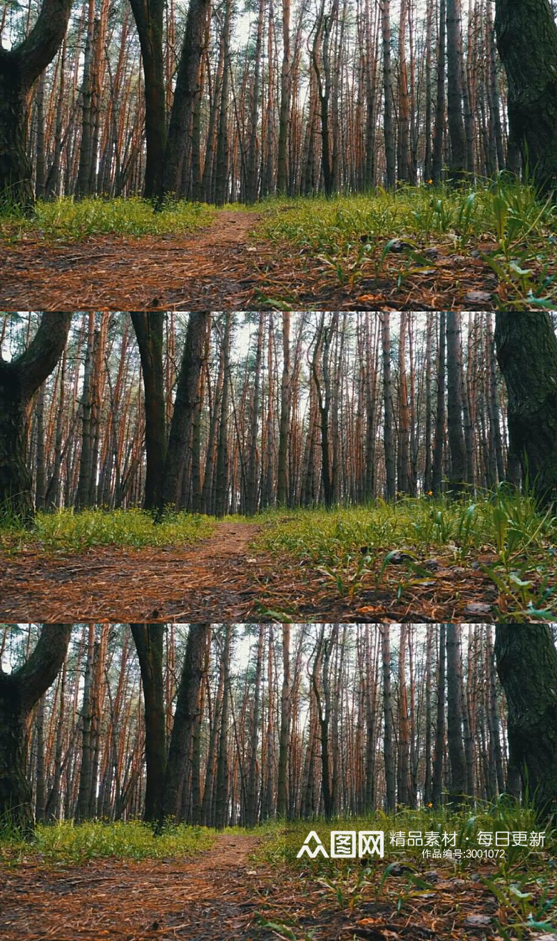绿色森林中寂静的小路实拍视频素材