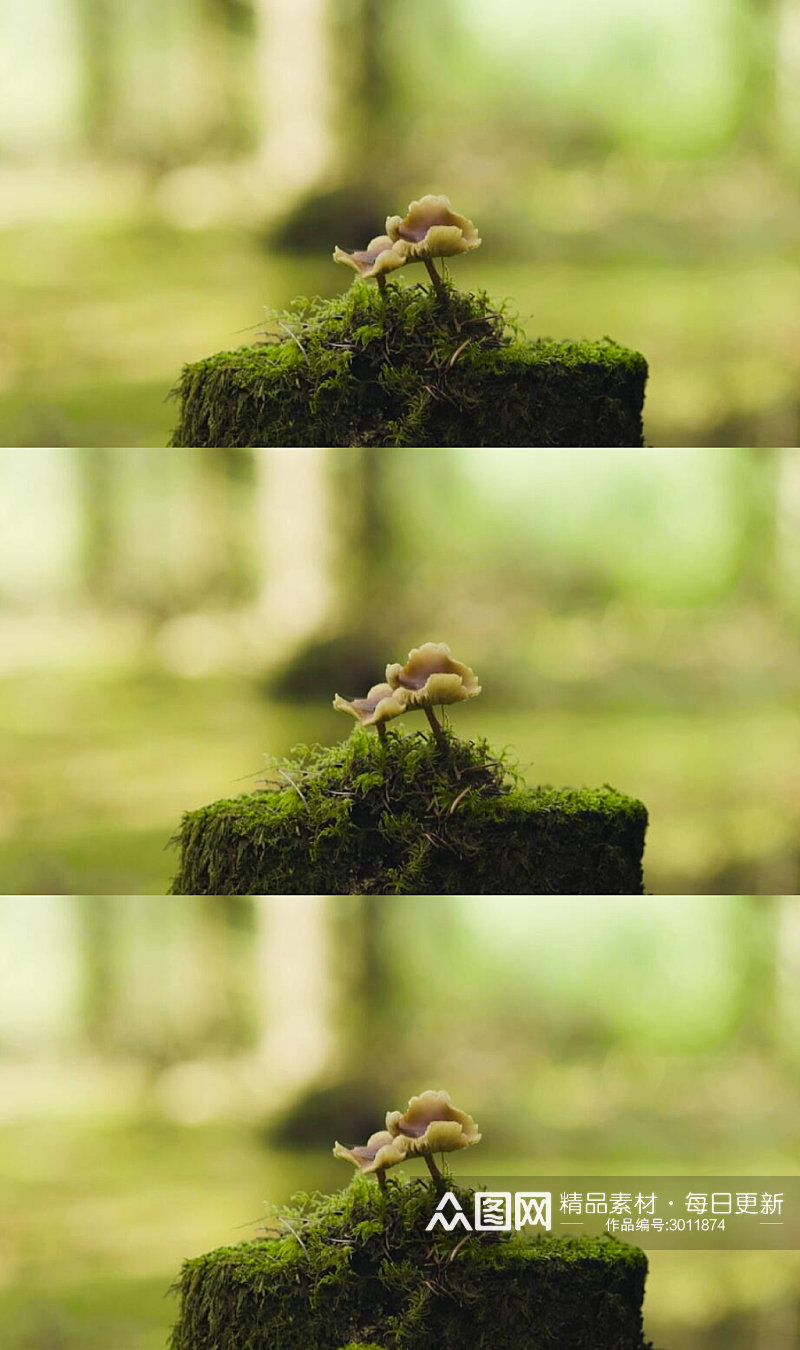 森林里的青苔蘑菇实拍视频素材