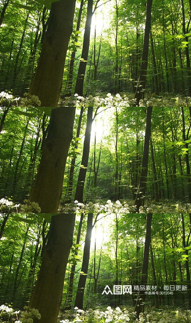 穿过森林的阳光美景实拍视频素材
