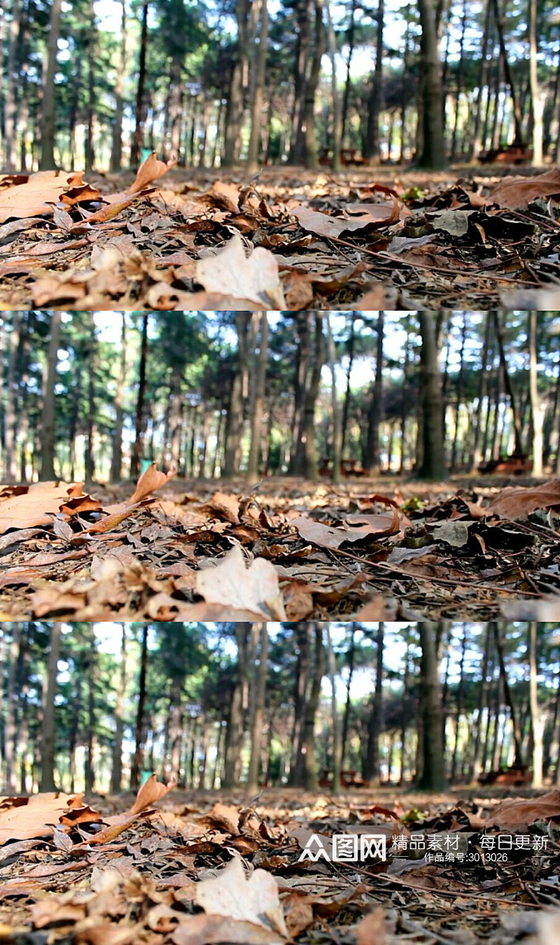 森林中绿树成荫落叶实拍视频素材