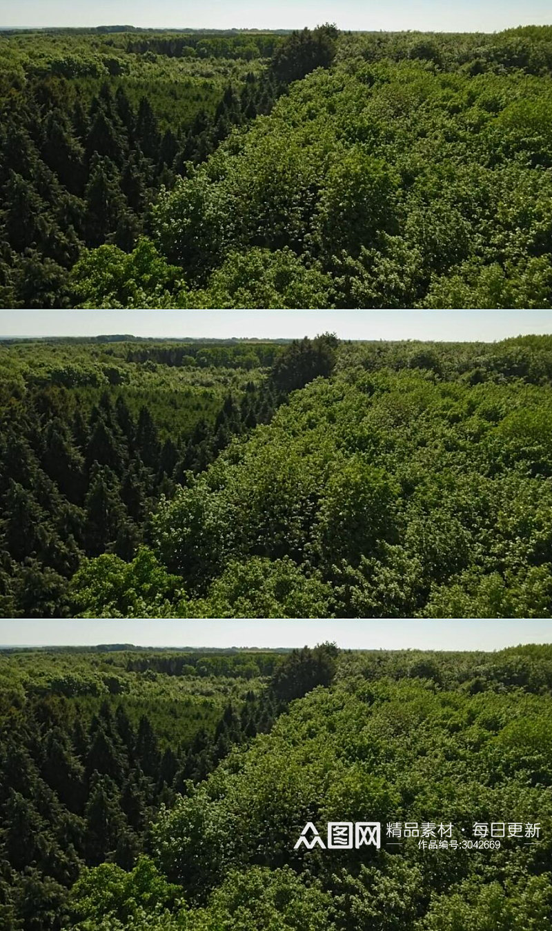 航拍森林树木实拍视频 风景视频素材