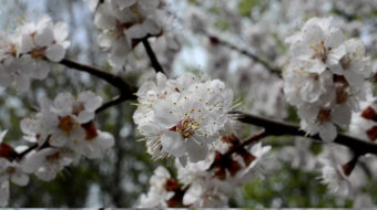 春天森林里的樱花美景实拍视频-众图网