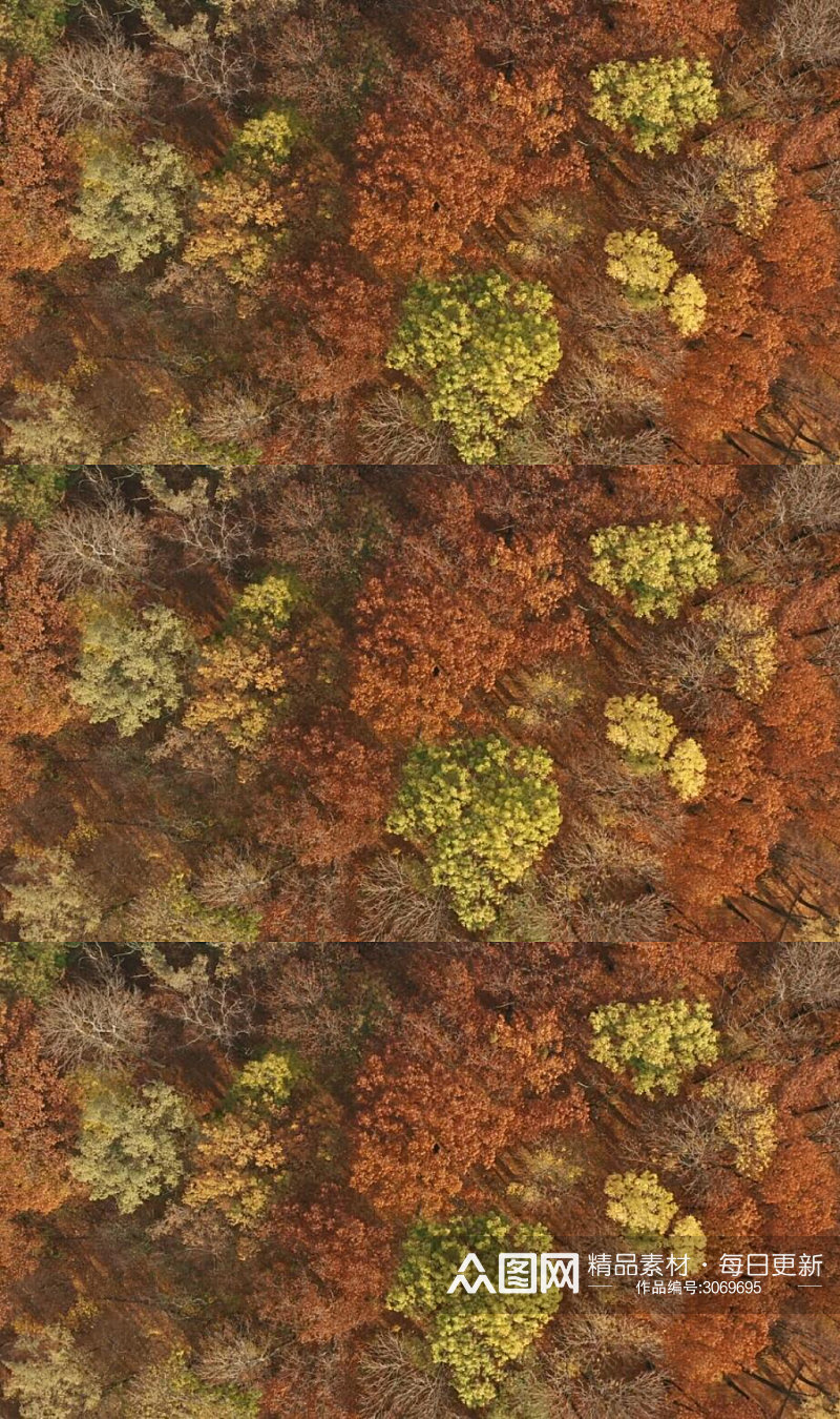 美丽的秋天森林实拍视频素材