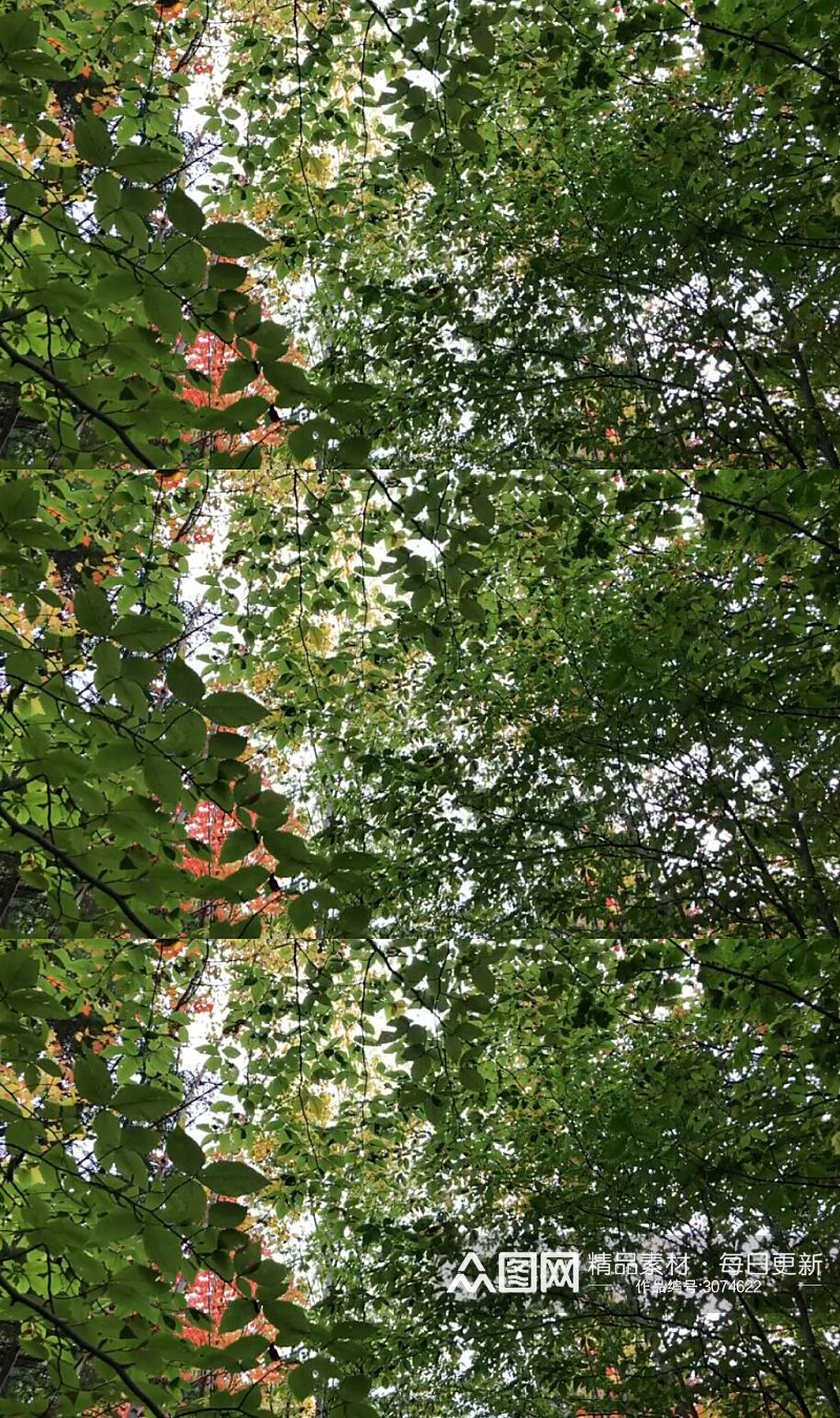 森林桦树绿叶实拍视频素材