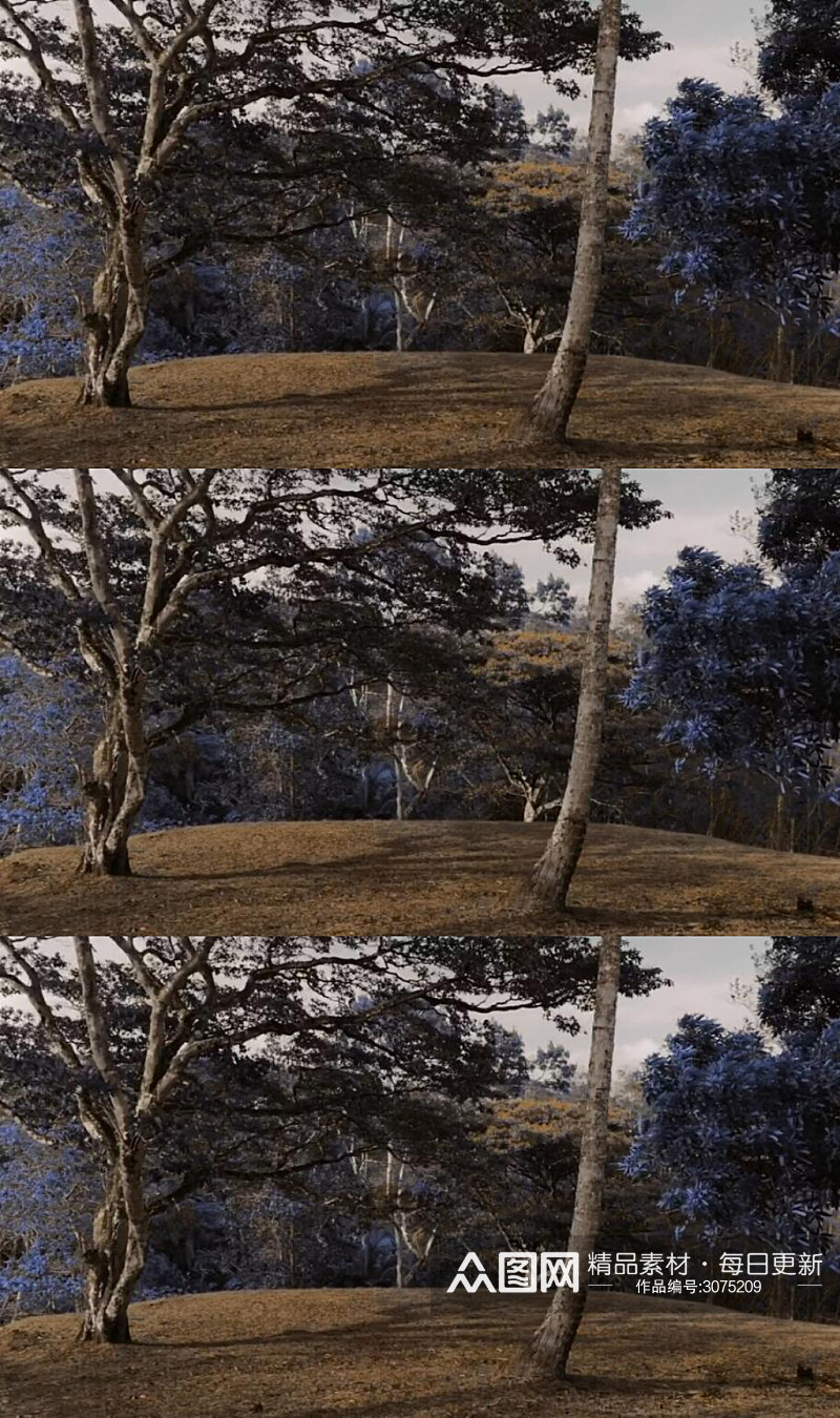 森林里盛开的蓝花楹树实拍视频素材