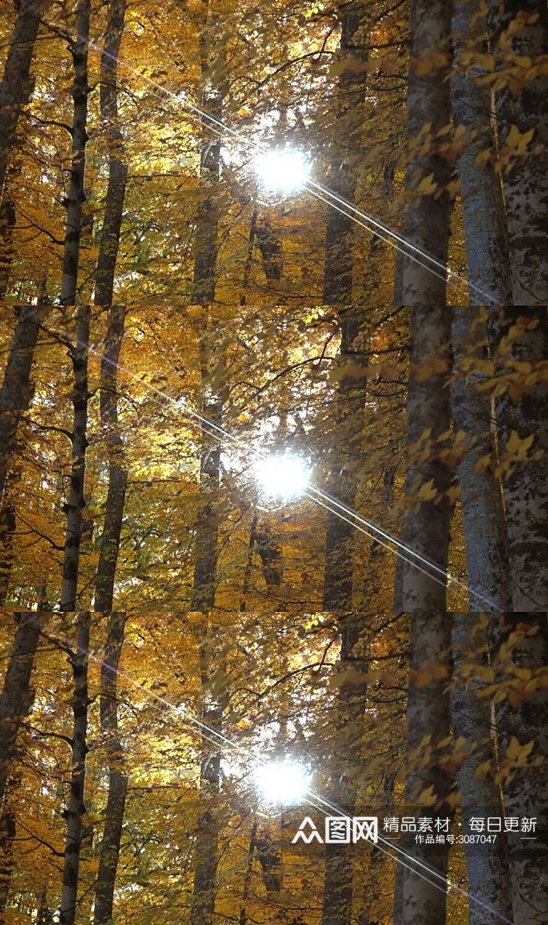 清晨阳光穿过秋天黄叶森林实拍视频 风景视频素材
