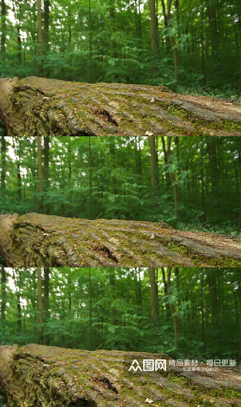 森林小路上的树干实拍视频 风景视频素材