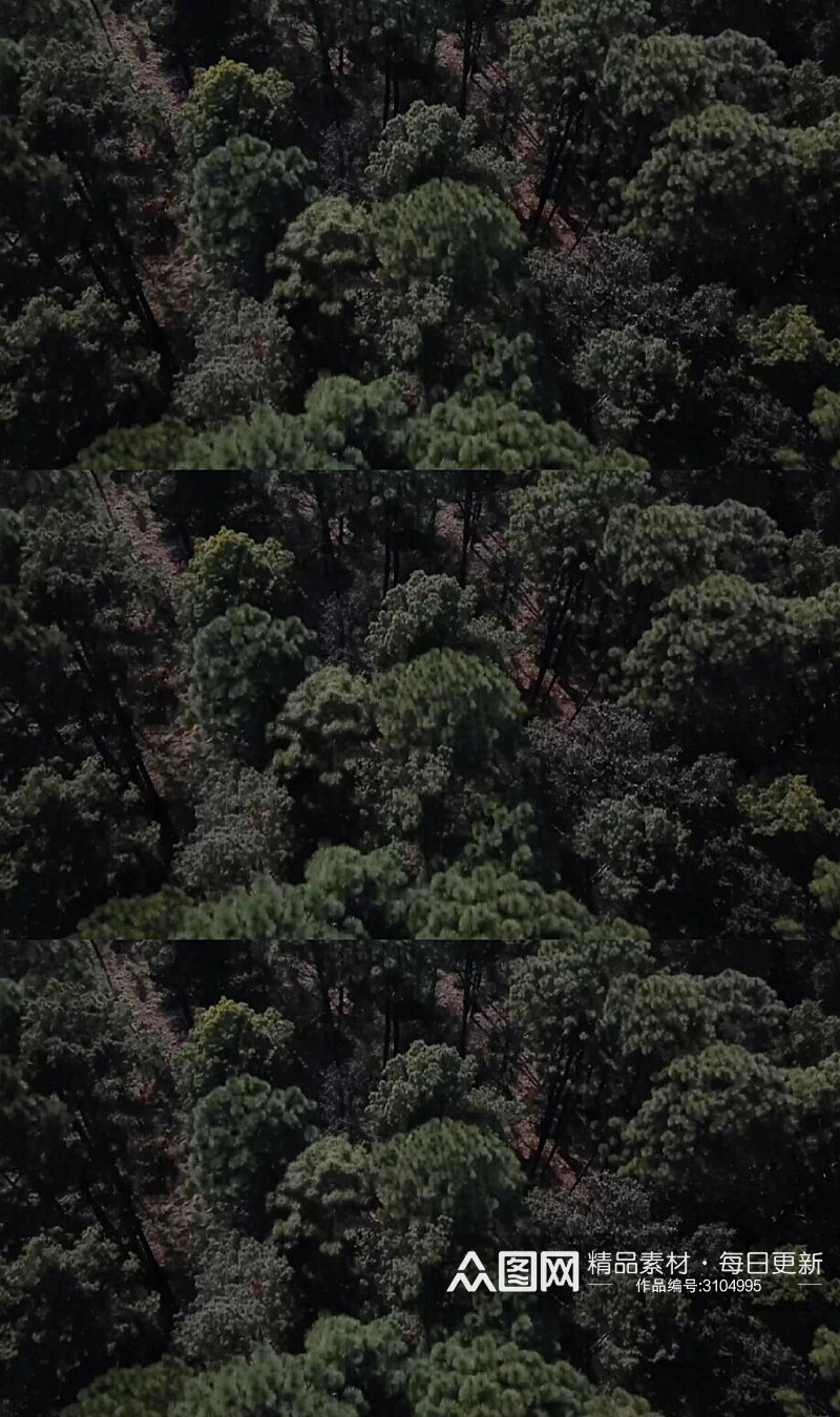 航拍森林树木实拍视频素材