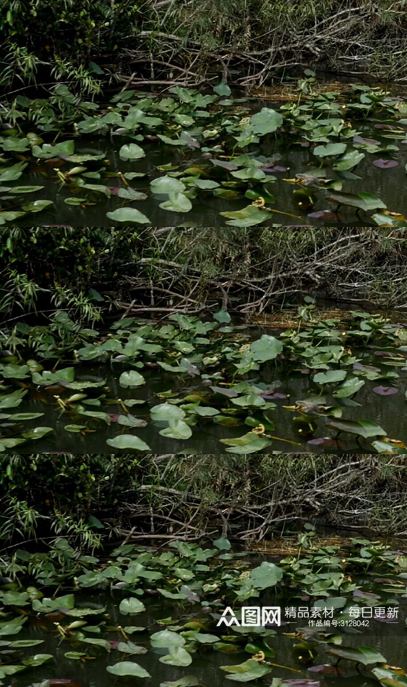 森林中的沼泽湖泊实拍视频素材