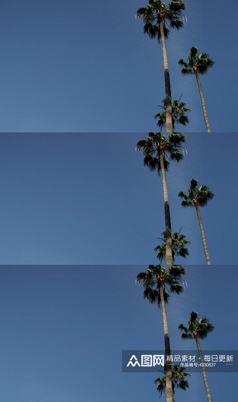 湛蓝天空下两棵棕榈树视频素材素材