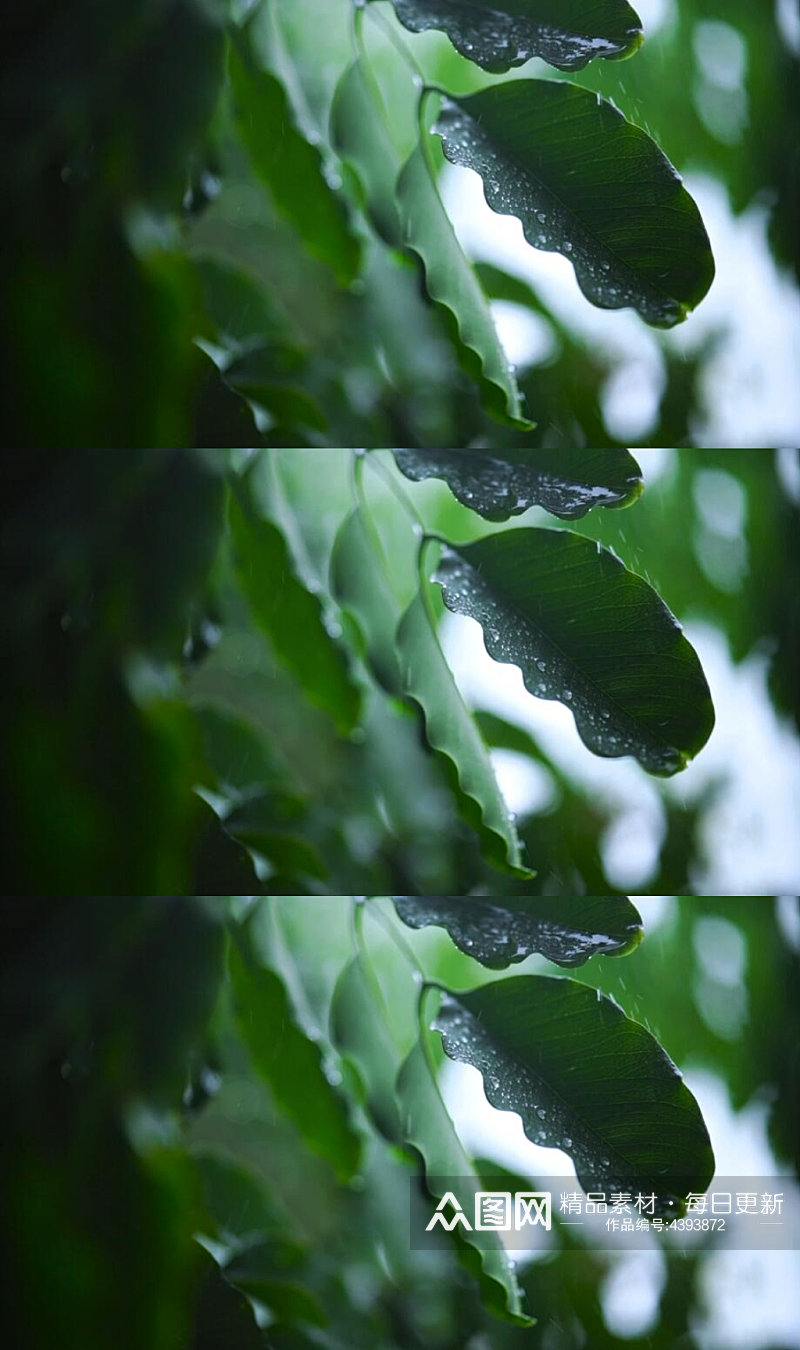 近距离拍摄一棵被雨淋湿的树叶视频素材素材