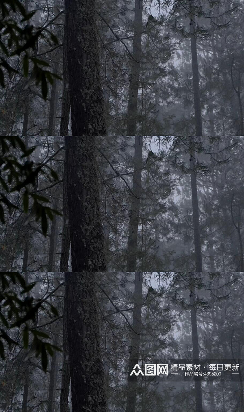 下雨天阴暗的森林树木实拍视频素材