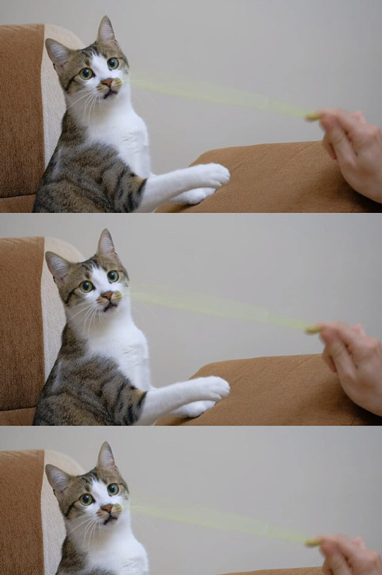 宠物主人用吸管和可爱的宠物猫玩耍视频素材-众图网