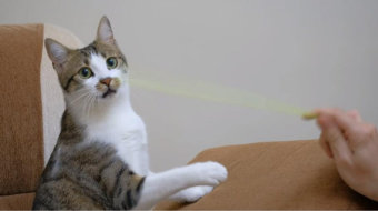 宠物主人用吸管和可爱的宠物猫玩耍视频素材-众图网