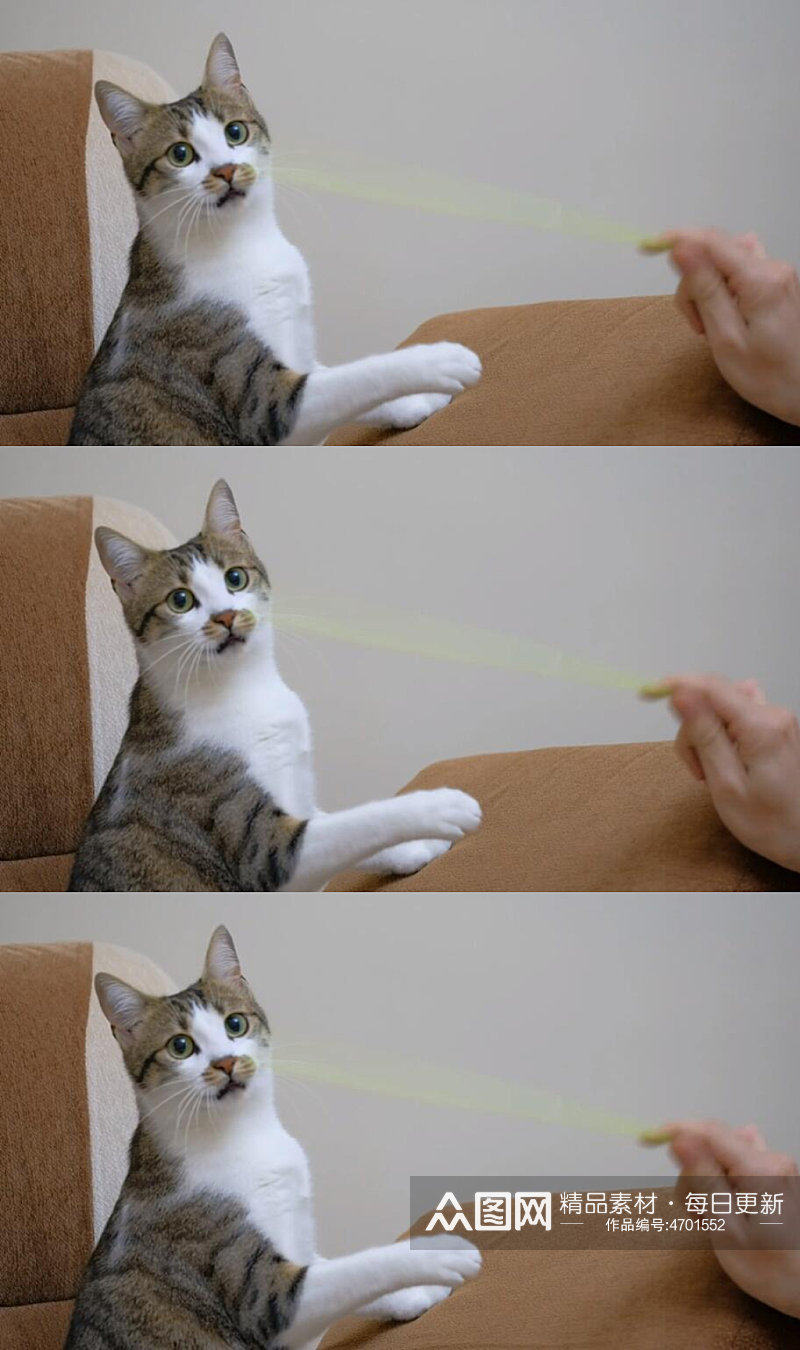 宠物主人用吸管和可爱的宠物猫玩耍视频素材素材