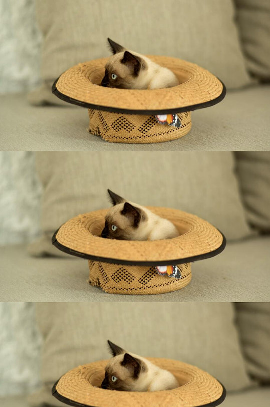 一只暹罗猫在沙发上的草帽里视频素材-众图网