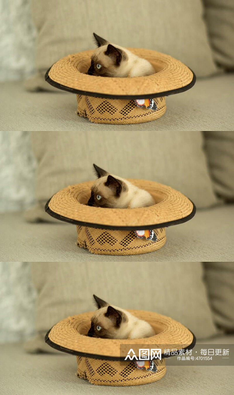 一只暹罗猫在沙发上的草帽里视频素材素材