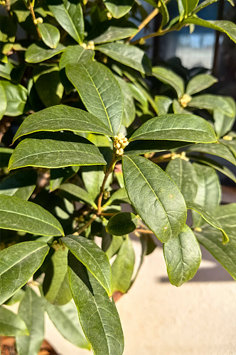 丹桂飘香含苞待放的桂花