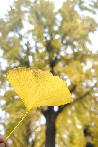 秋天里金黄色的银杏树叶