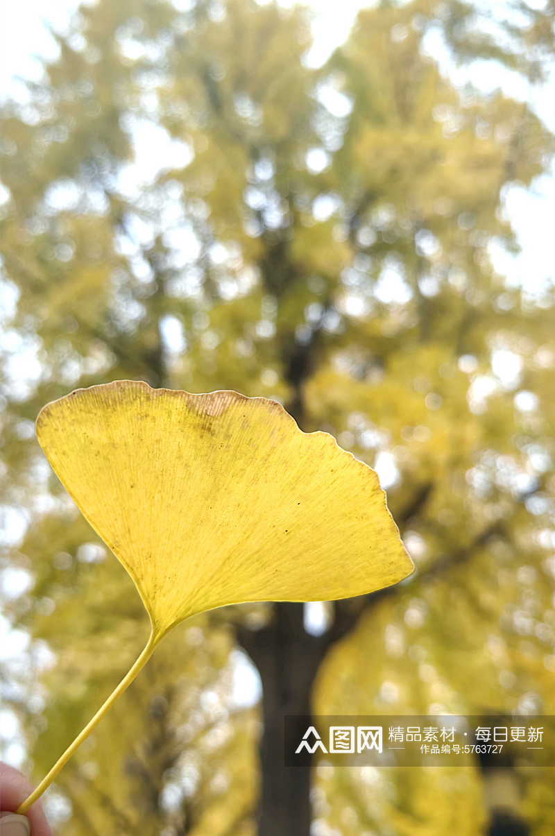 秋天里金黄色的银杏树叶素材