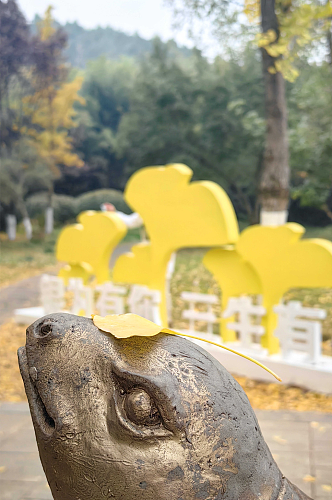 秋天里金黄色的银杏树叶与乌龟雕塑
