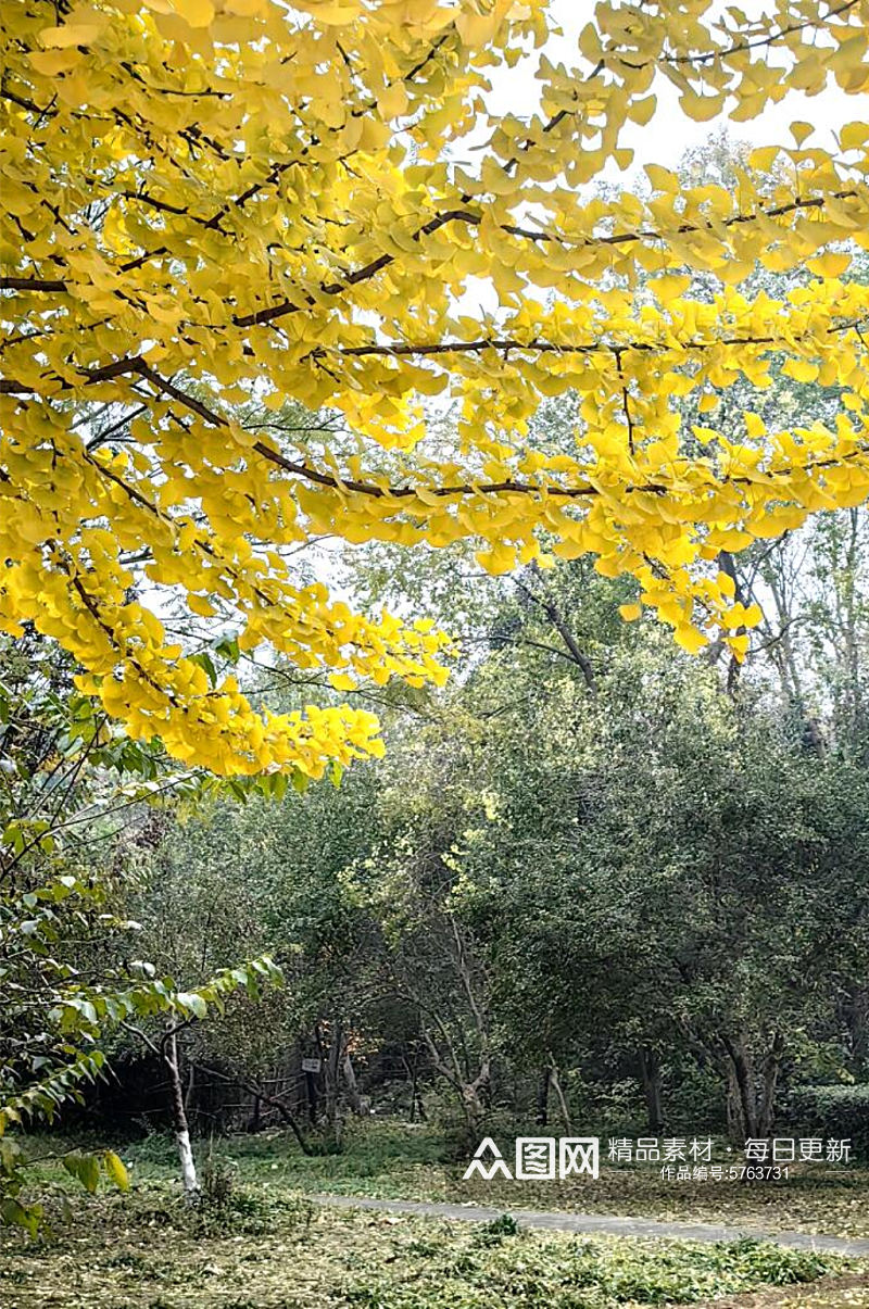 秋天里金黄色的银杏树素材