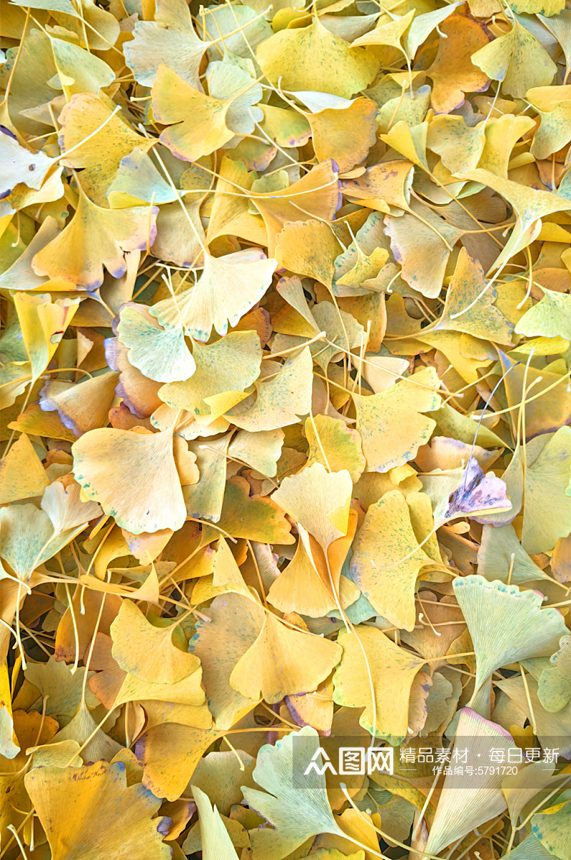 秋天金黄色的银杏树落叶素材