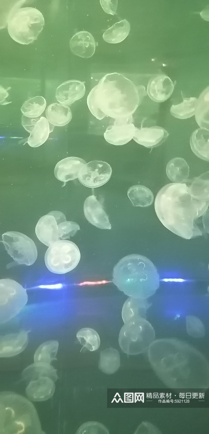 海底生物水母摄影图素材