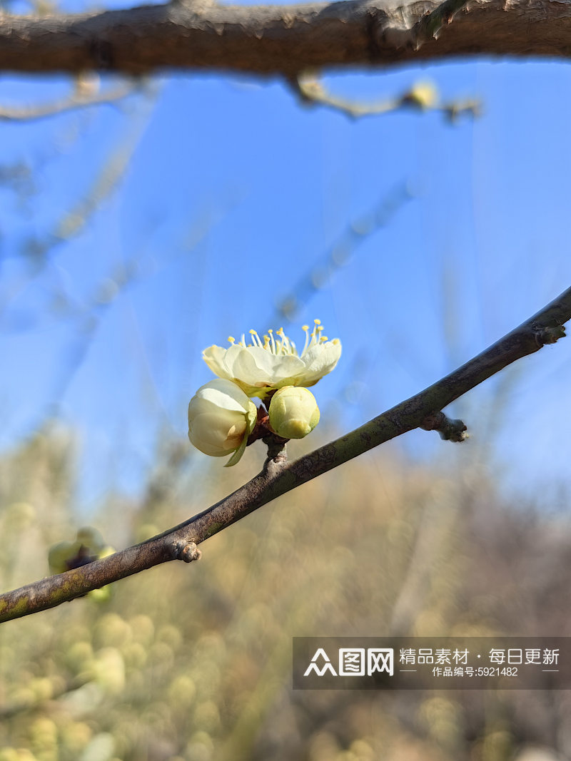 寒冬里盛开的腊梅花摄影图素材