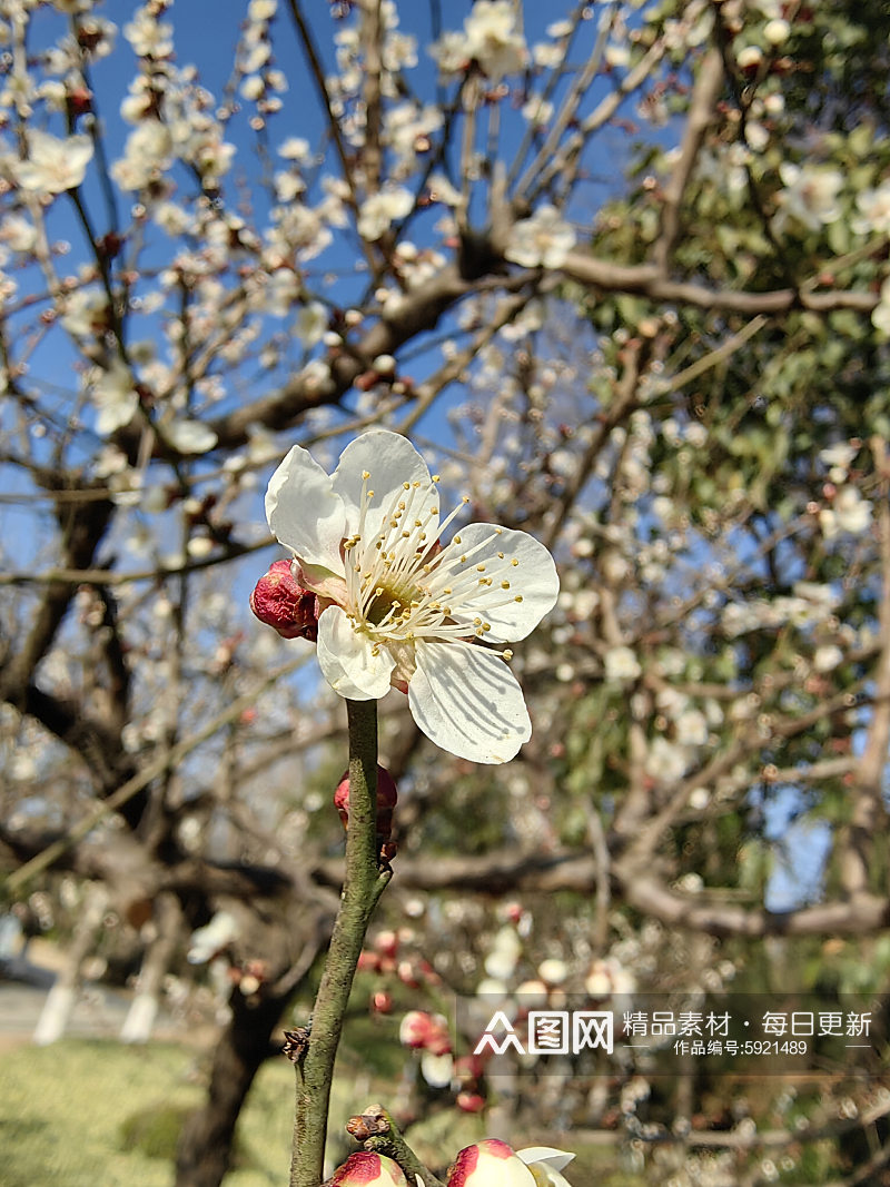 寒冬里盛开的白色梅花摄影图素材