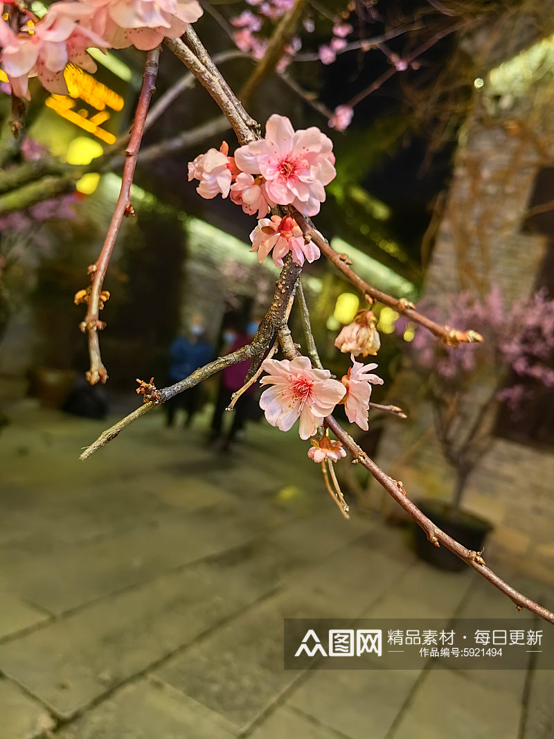 盛开的粉红色的梅花摄影图素材
