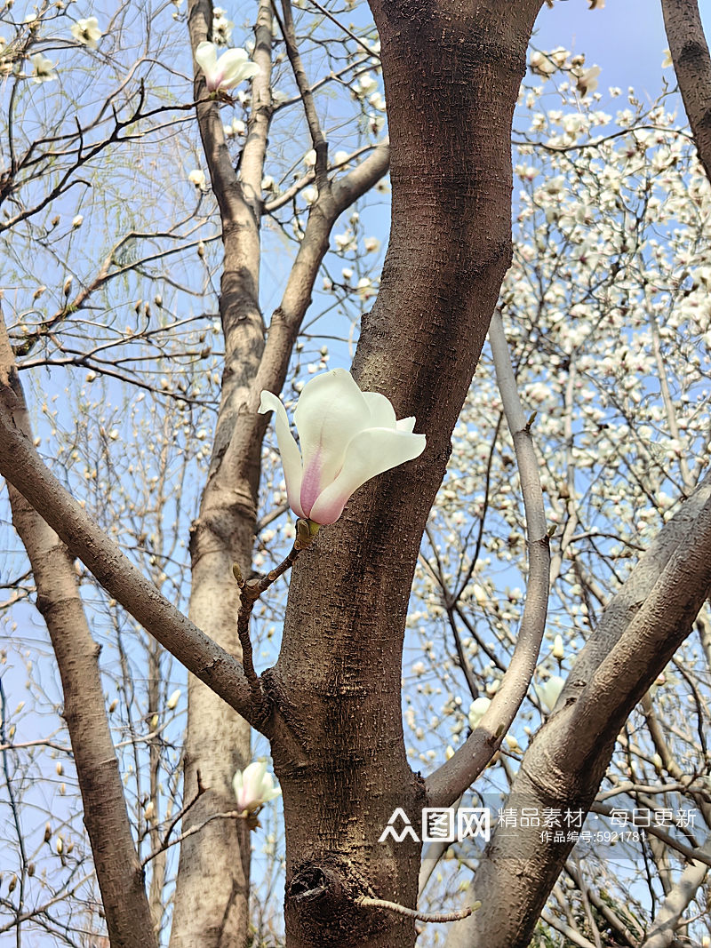 盛开的洁白的玉兰花摄影图素材