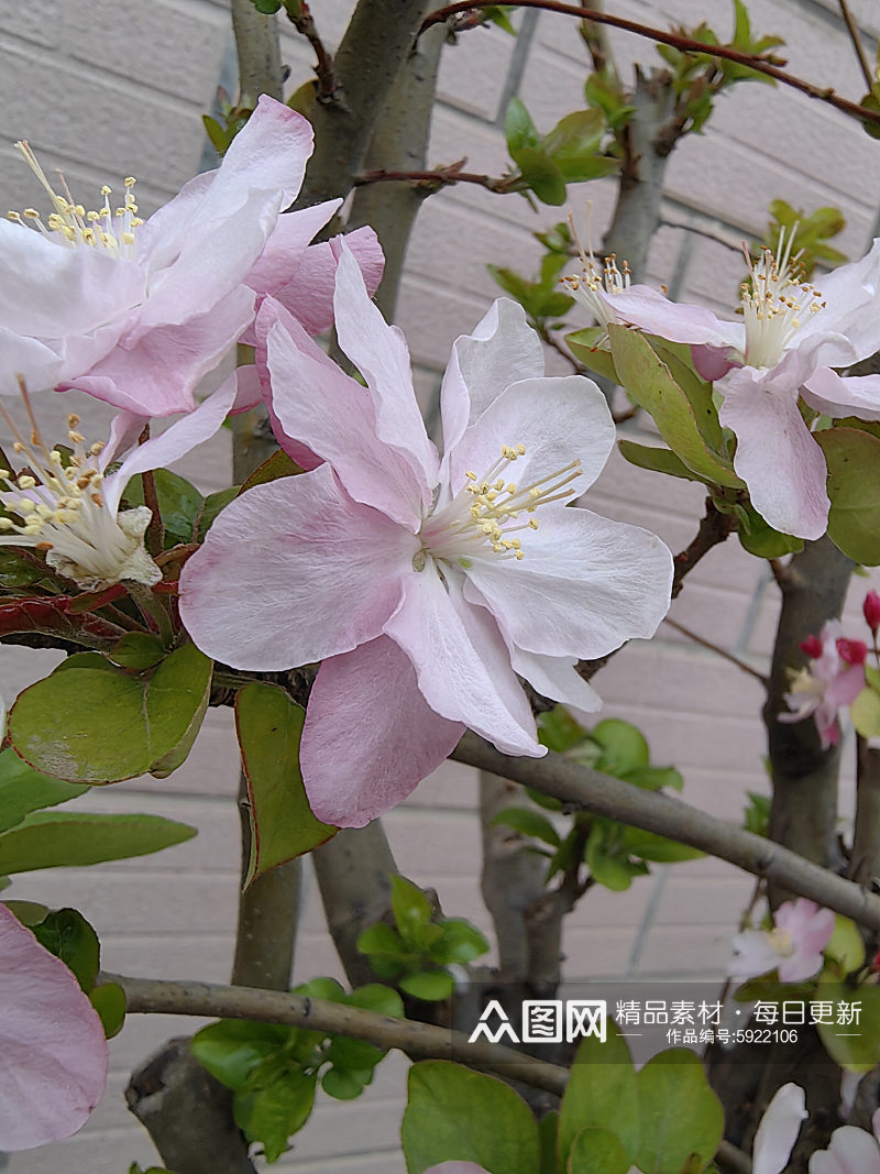 春天里盛开的海棠花摄影图素材