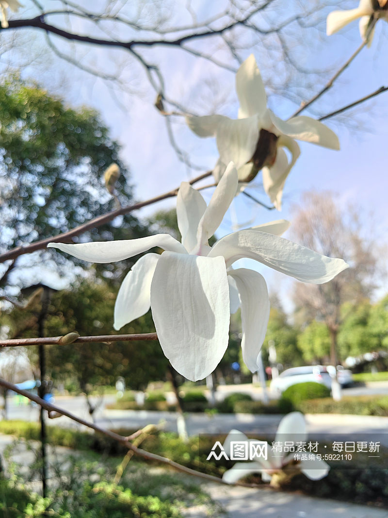 春天里盛开的白色玉兰花素材