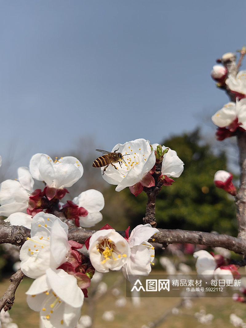 春天里盛开的白色杏花摄影图素材