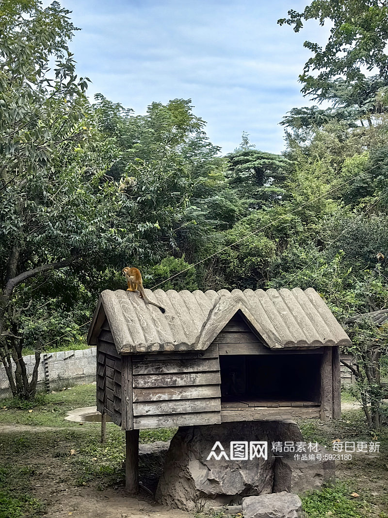 野生动物之松鼠猴摄影图素材