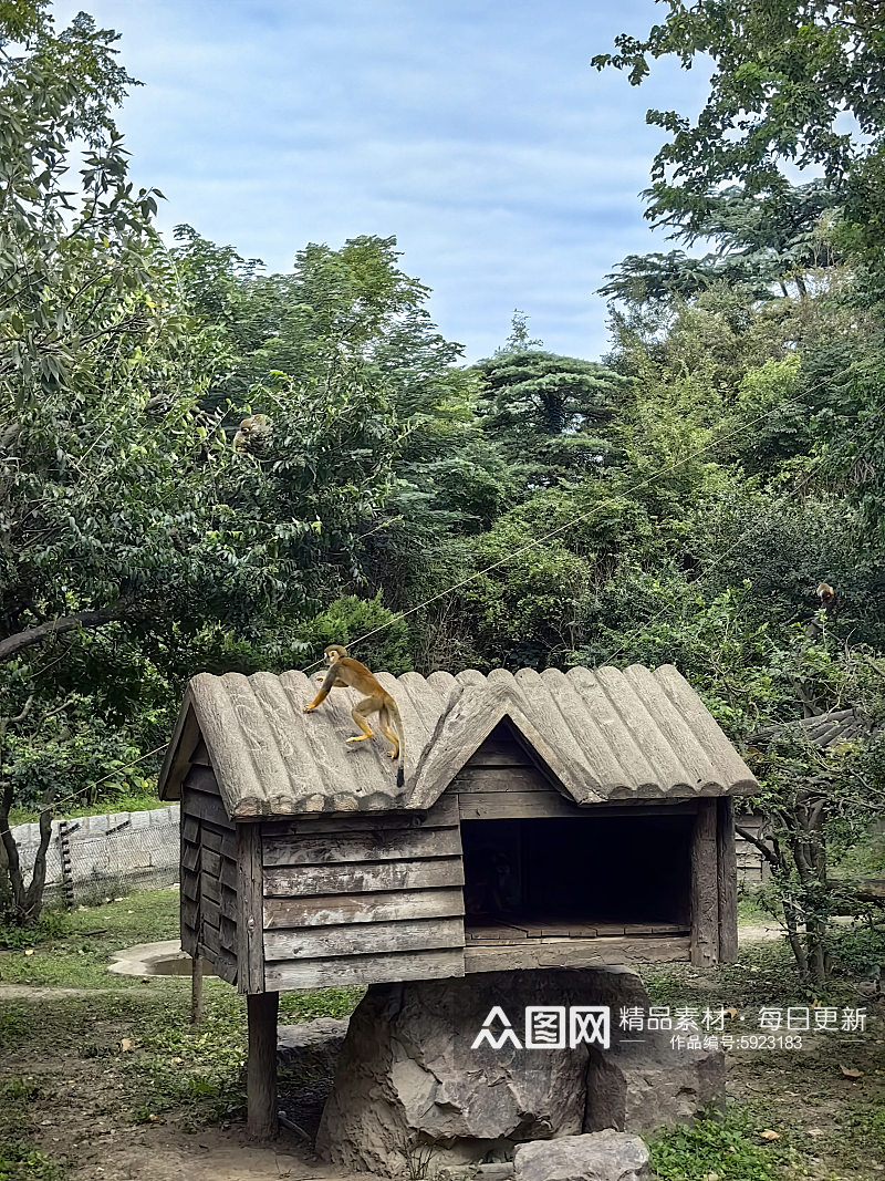 野生动物之松鼠猴摄影图素材