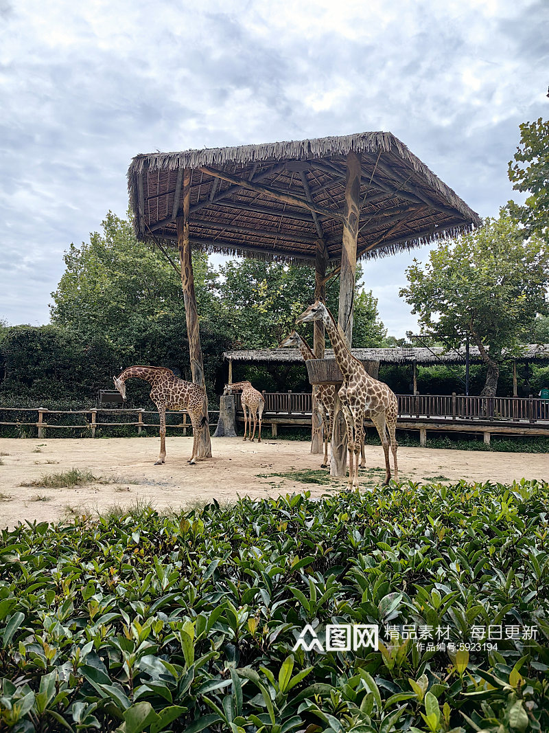 野生动物园之长颈鹿摄影图素材