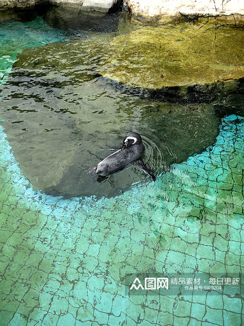 动物园之企鹅游泳摄影图素材