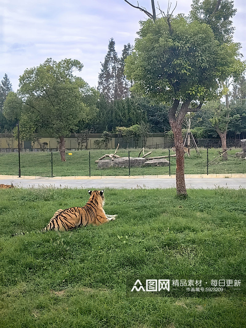 动物园百兽之王老虎摄影图素材