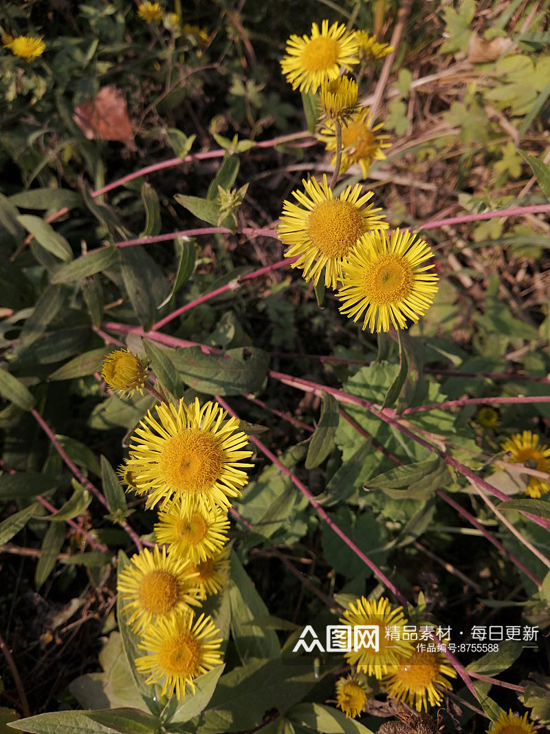 黄色的野花摄影图素材