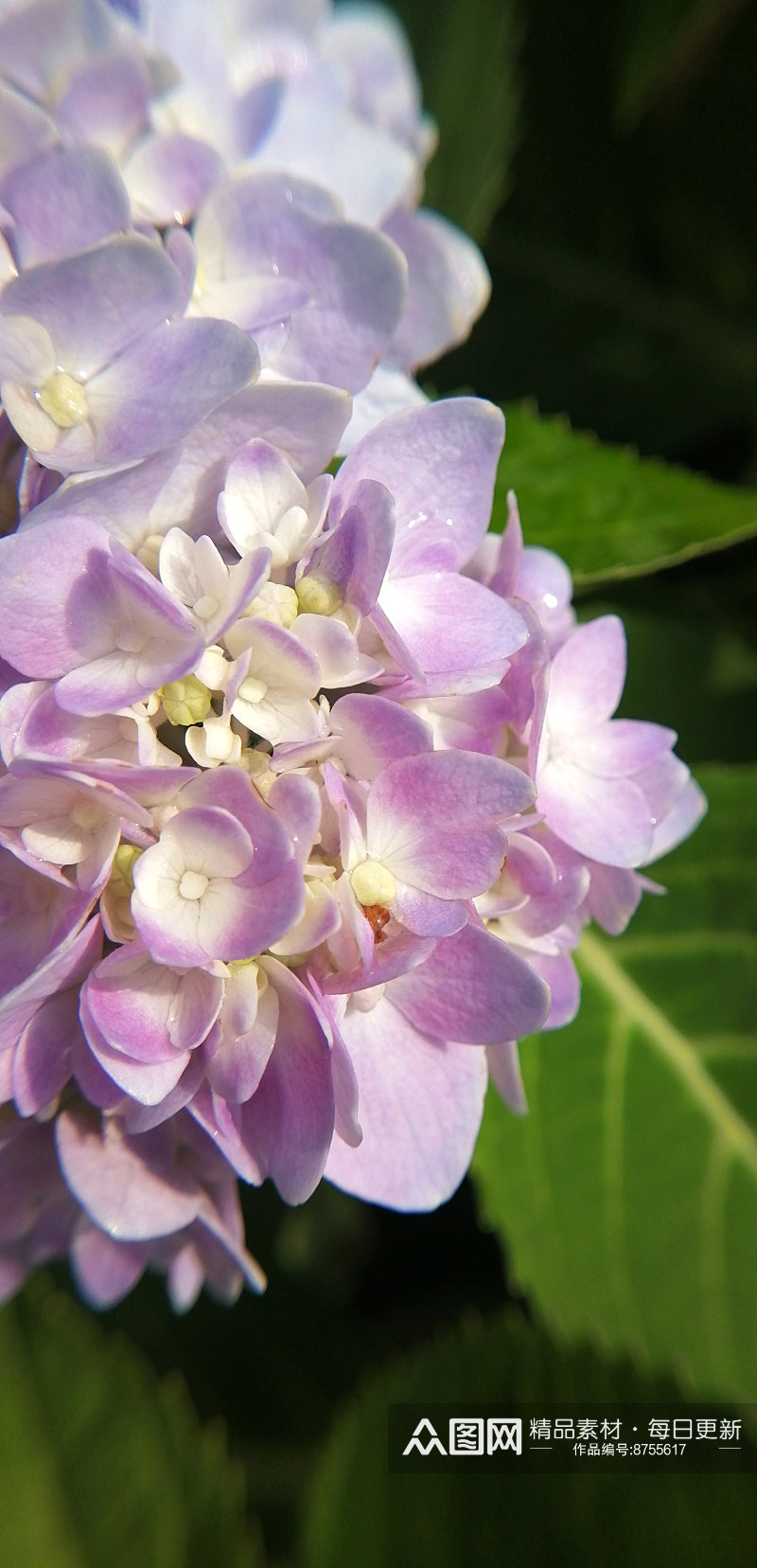 春天盛开的花卉绣球花素材